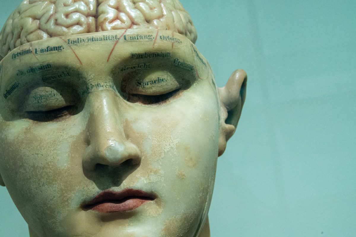 Human Head Anatomy Model